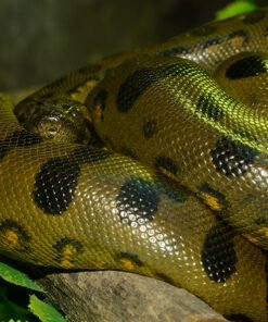 Acheter une Anaconda Verte