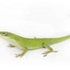 Acheter Anolis Vert