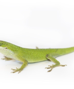 Acheter Anolis Vert
