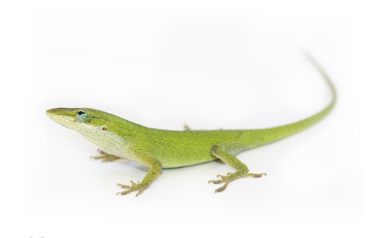 Acheter Anolis Vert