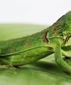 Iguane vert (Iguana iguana) à vendre