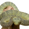 Vipère de Buisson Verte Squamigera (Atheris squamigera) à Vendre