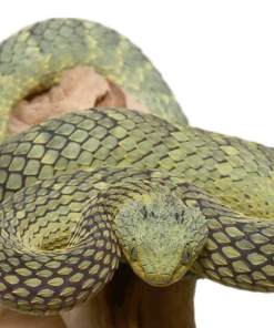 Vipère de Buisson Verte Squamigera (Atheris squamigera) à Vendre