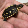 Tortue-boîte de la Côte du Golfe (Gulf Coast Box Turtle) à vendre