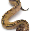 Highway Ball Python