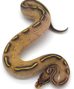 Highway Ball Python