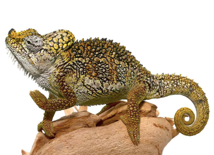 Caméléon Casqué (Trioceros hoehnelii) à vendre