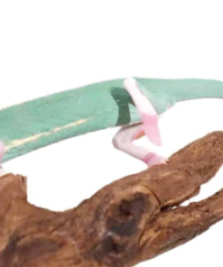 Caméléon Casqué High White Translucent à vendre