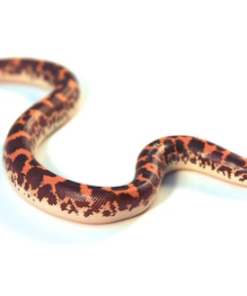 Boa des sables kenyan à vendre