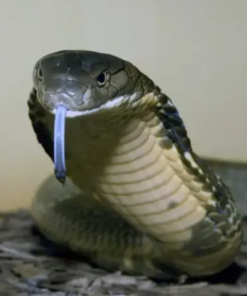 Cobra Royal à vendre