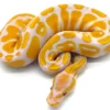 Python royal Lavender Albino à vendre