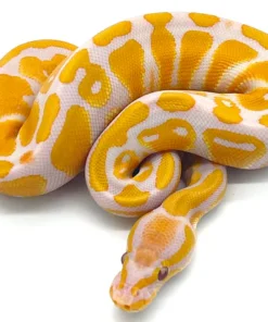 Python royal Lavender Albino à vendre