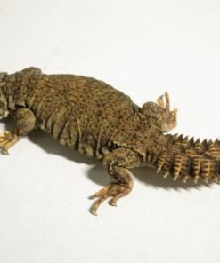 Uromastyx du Mali à vendre