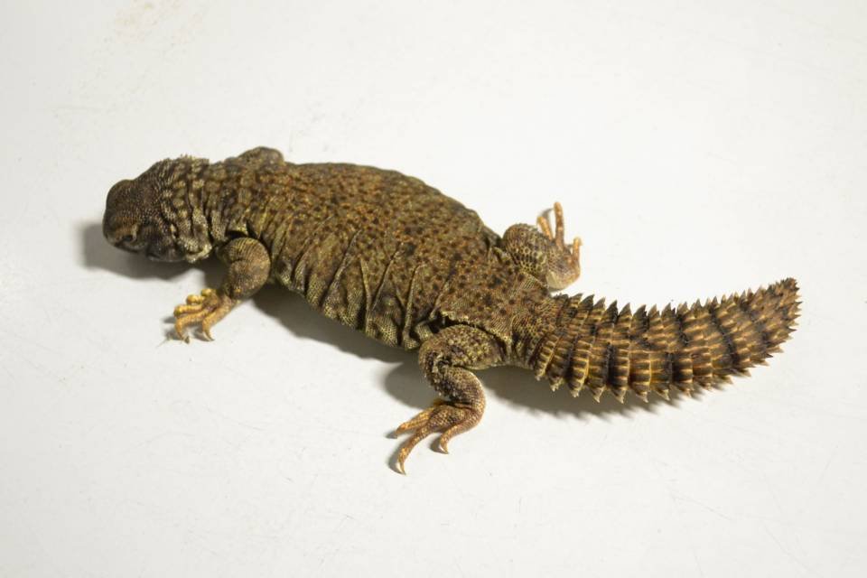Uromastyx du Mali à vendre