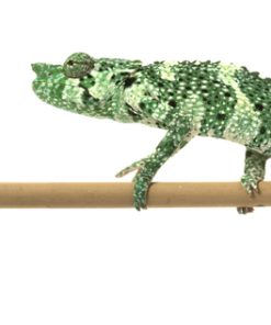 Caméléon de Meller à Vendre