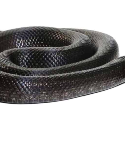 Serpent Roi Noir Mexicain (Lampropeltis getula nigrita) à vendre