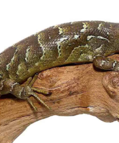 Scinque à queue de singe à vendre