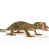 Gecko à queue feuillue moussu à vendre