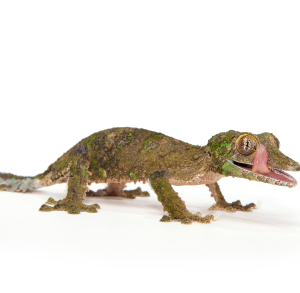 Gecko à queue feuillue moussu à vendre