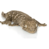 Gecko Géant de Nouvelle-Calédonie à vendre