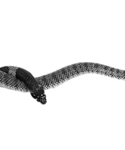 Cobra Corail de Namibie (Aspidelaps lubricus cowlesi) à vendre