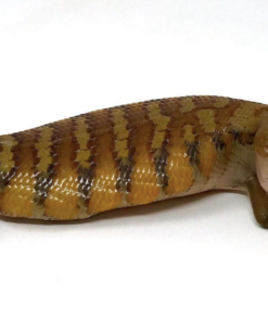 Scinque à langue bleue du Nord à vendre