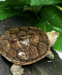 Terrapin Diamant du Nord à vendre – Diamondback Terrapin (Malaclemys terrapin terrapin)