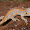 Gecko Gargouille Rayé Orange à vendre