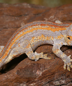 Gecko Gargouille Rayé Orange à vendre