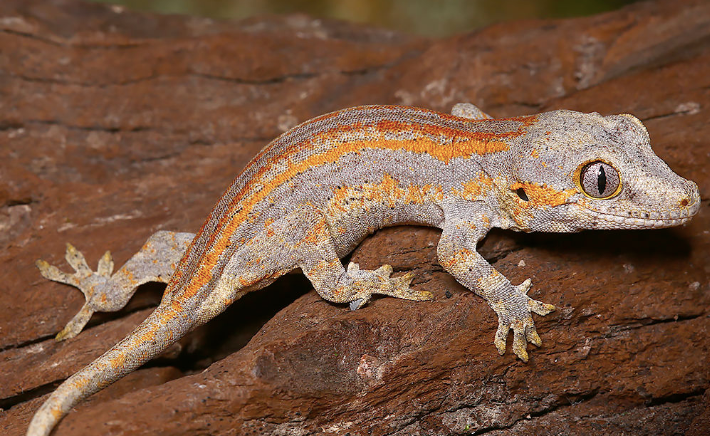 Gecko Gargouille Rayé Orange à vendre