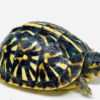 Tortue-boîte ornée (Ornate Box Turtle) captive-bred à vendre