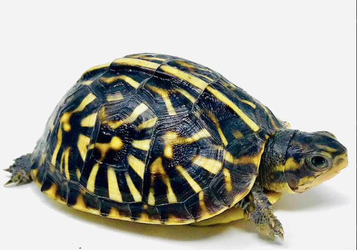 Tortue-boîte ornée (Ornate Box Turtle) captive-bred à vendre
