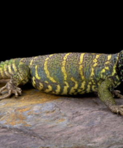 Uromastyx Orné (Uromastyx ornata) à vendre