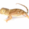 Acheter Caméléon de Parson