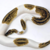 Python Royal Pastel Pied à vendre