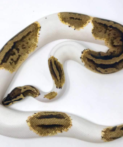 Python Royal Pastel Pied à vendre