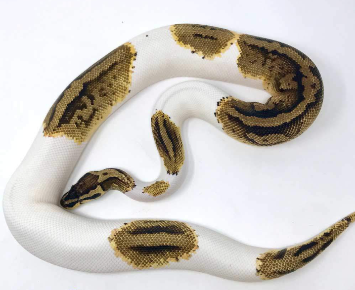 Python Royal Pastel Pied à vendre