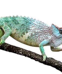 Caméléon de Pfeffer à vendre