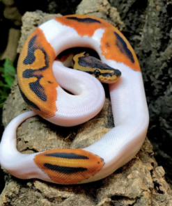 Python Royal Piebald à vendre