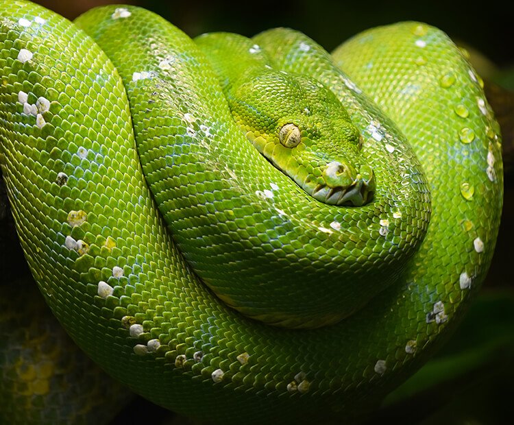 Pythons à vendre en France
