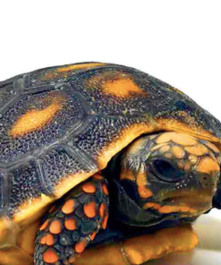 Tortue à Pattes Rouges à Vendre
