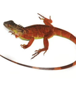 Iguane Rouge à vendre (Iguana iguana)