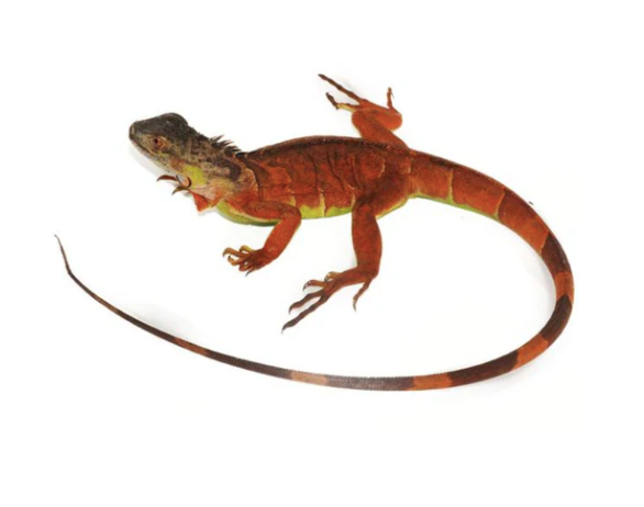 Iguane Rouge à vendre (Iguana iguana)