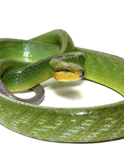 Acheter Serpent Rat Vert Queue Rouge