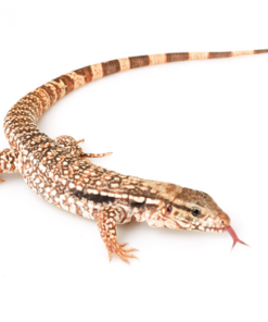 Tegu Rouge d’Argentine à Vendre