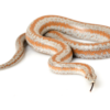 Rosy Boa à vendre