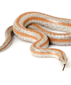 Rosy Boa à vendre