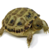 Tortue Russe à vendre (Testudo horsfieldii)