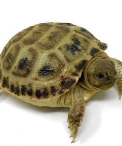 Tortue Russe à vendre (Testudo horsfieldii)