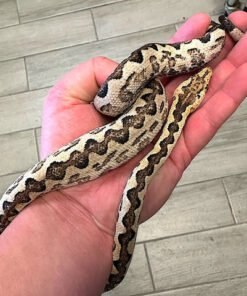 Boa de l’Île Isabel (Boa constrictor imperator) – Serpent insulaire rare et recherché